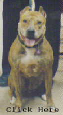 bandog dread